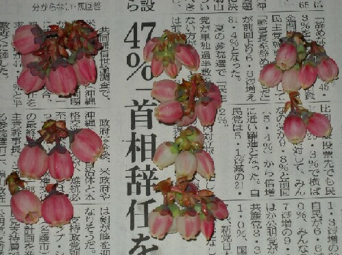 サザンハイブッシュ系ピンクの花、ブラッデン、リベール、サンシャインブルー